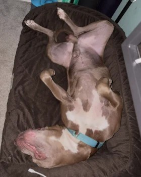 Amos sleeping belly-up on his dog bed