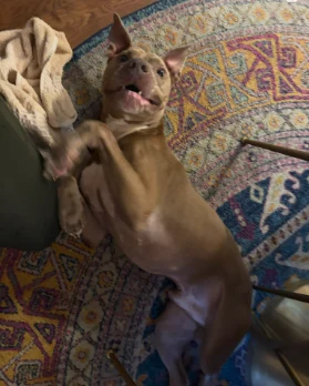 Amos lying on a colorful rug, looking playful and happy